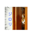 三毛猫と黒猫（個別スタンプ：14）