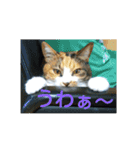 三毛猫と黒猫（個別スタンプ：15）