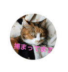 三毛猫と黒猫（個別スタンプ：16）