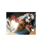 三毛猫と黒猫（個別スタンプ：18）