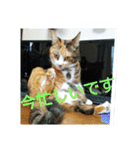 三毛猫と黒猫（個別スタンプ：20）