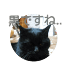 三毛猫と黒猫（個別スタンプ：21）