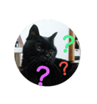 三毛猫と黒猫（個別スタンプ：22）