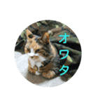 三毛猫と黒猫（個別スタンプ：23）