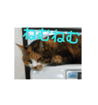 三毛猫と黒猫（個別スタンプ：24）