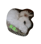 Pomelo lovely life（個別スタンプ：3）
