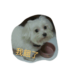 Pomelo lovely life（個別スタンプ：5）