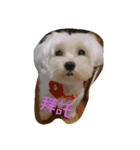 Pomelo lovely life（個別スタンプ：7）
