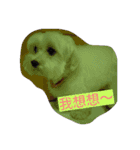 Pomelo lovely life（個別スタンプ：11）