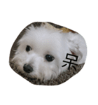 Pomelo lovely life（個別スタンプ：14）