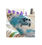 kawainko3（個別スタンプ：6）