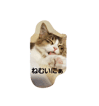 メインクーン ねこのきなこ（個別スタンプ：1）