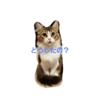メインクーン ねこのきなこ（個別スタンプ：2）