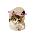 メインクーン ねこのきなこ（個別スタンプ：3）