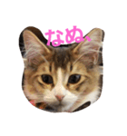 メインクーン ねこのきなこ（個別スタンプ：4）