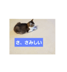 メインクーン ねこのきなこ（個別スタンプ：5）