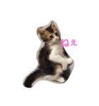 メインクーン ねこのきなこ（個別スタンプ：6）