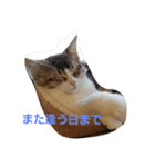 メインクーン ねこのきなこ（個別スタンプ：7）