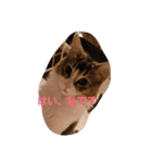 メインクーン ねこのきなこ（個別スタンプ：10）