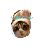 メインクーン ねこのきなこ（個別スタンプ：11）