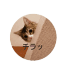 メインクーン ねこのきなこ（個別スタンプ：13）