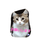 メインクーン ねこのきなこ（個別スタンプ：14）