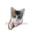 メインクーン ねこのきなこ（個別スタンプ：15）