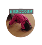 こまりちゃんのスタンプ（個別スタンプ：8）