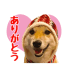 柴犬はるのすたんぷ（個別スタンプ：1）