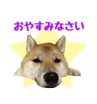 柴犬はるのすたんぷ（個別スタンプ：2）