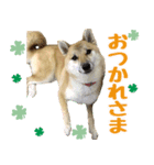 柴犬はるのすたんぷ（個別スタンプ：4）