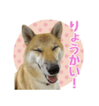 柴犬はるのすたんぷ（個別スタンプ：5）