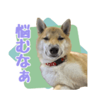 柴犬はるのすたんぷ（個別スタンプ：6）