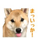 柴犬はるのすたんぷ（個別スタンプ：8）