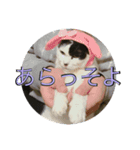 Koreaねこぴっぴ（個別スタンプ：8）