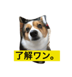 気まぐれdog♪（個別スタンプ：1）