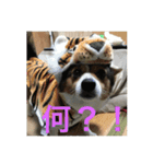 気まぐれdog♪（個別スタンプ：3）