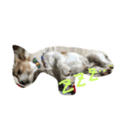 気まぐれdog♪（個別スタンプ：4）