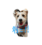 気まぐれdog♪（個別スタンプ：5）