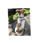 気まぐれdog♪（個別スタンプ：6）