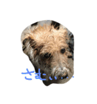 気まぐれdog♪（個別スタンプ：9）