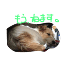 気まぐれdog♪（個別スタンプ：11）