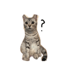 Cat Tang tang（個別スタンプ：1）
