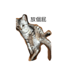 Cat Tang tang（個別スタンプ：2）