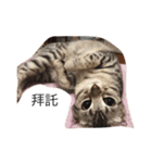 Cat Tang tang（個別スタンプ：3）