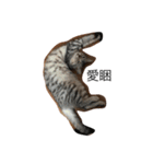 Cat Tang tang（個別スタンプ：4）