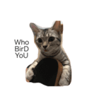 Cat Tang tang（個別スタンプ：6）