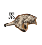 Cat Tang tang（個別スタンプ：11）