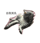 Cat Tang tang（個別スタンプ：12）
