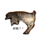 Cat Tang tang（個別スタンプ：13）